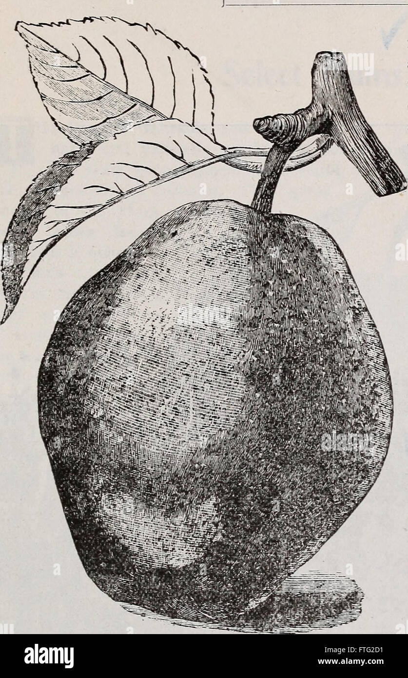 Catalogue descriptif - plantes à fruits, arbres fruitiers, arbres d'ornement, arbustes et vignes (1899) Banque D'Images