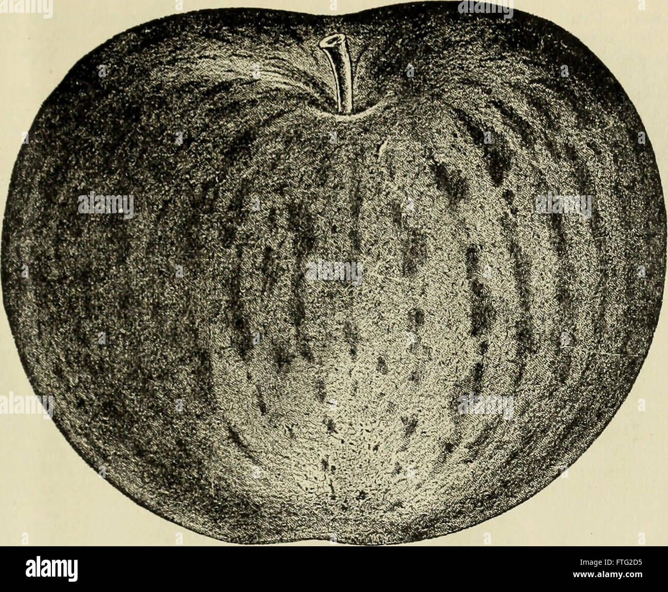 Catalogue descriptif des fruits et arbres d'ornement, arbustes, plantes grimpantes et plantes (1898) Banque D'Images