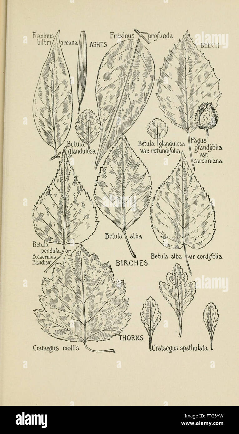 Connaître les arbres et leurs feuilles, décrit et illustré par F. Schuyler Mathews, avec ill. en couleurs et plus de deux cents dessins de l'auteur, et d'une introd. par sonde Bailey (page 307) Banque D'Images