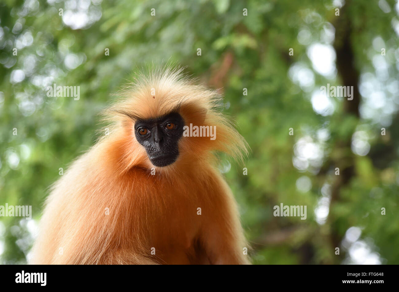 Gee's langur Doré (Golden Monkey) un singe vervet trouvés en Assam, Inde.C'est une des espèces de primates les plus menacées Banque D'Images