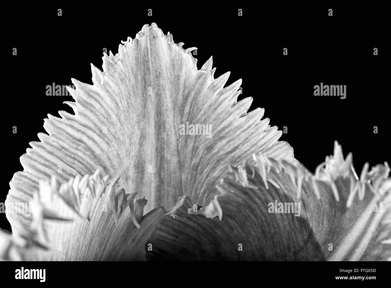 Macro d'une frange rose tulipe, tulipa crispa, sur fond noir. Photo en noir et blanc. Banque D'Images