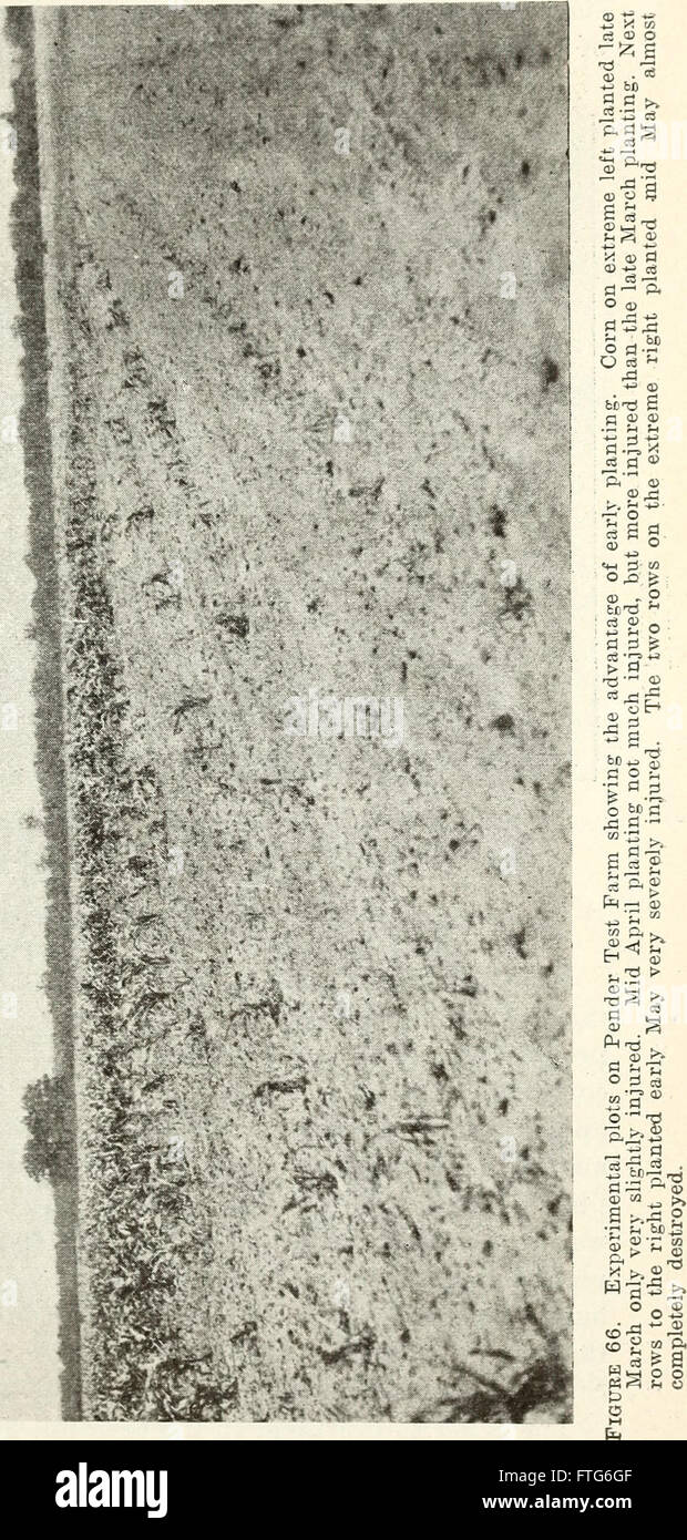 Rapport annuel de la Caroline du poste de l'Expérience Agricole (1917) Banque D'Images