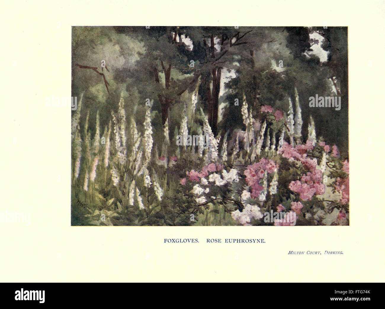 *Garden Colour* (plate) présente une gamme vibrante de plantes de jardin, en se concentrant sur les combinaisons de couleurs, les conceptions de plantation et l'esthétique visuelle des groupements de plantes dans un cadre de jardin. Banque D'Images