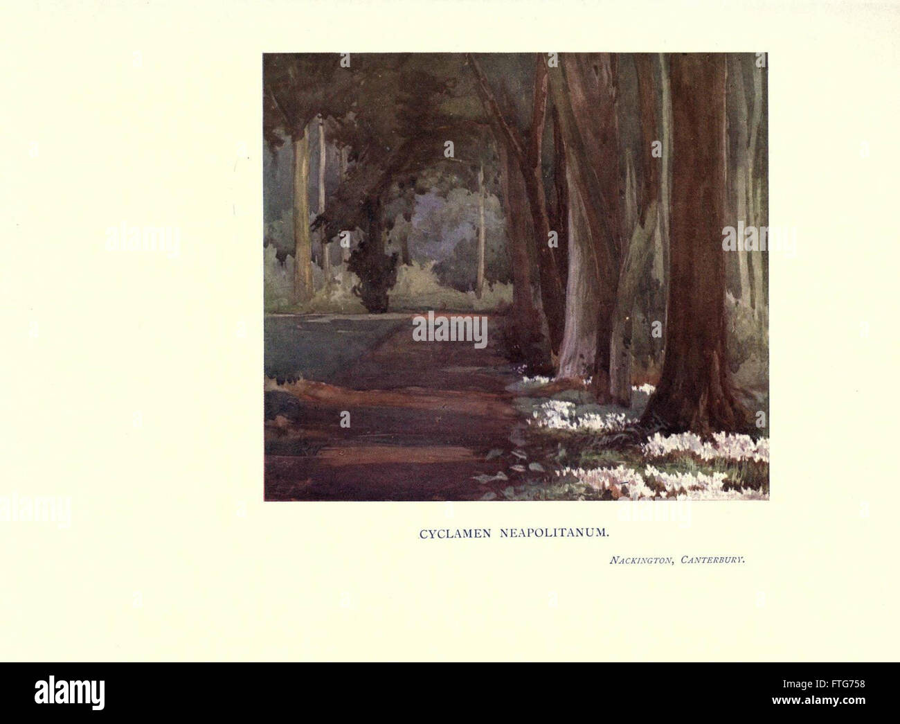 Cette plaque illustre l'utilisation de la couleur dans la conception de jardin, en mettant l'accent sur les arrangements de plantes, les combinaisons de couleurs de fleurs et l'esthétique de l'aménagement paysager pour améliorer les espaces extérieurs. Banque D'Images