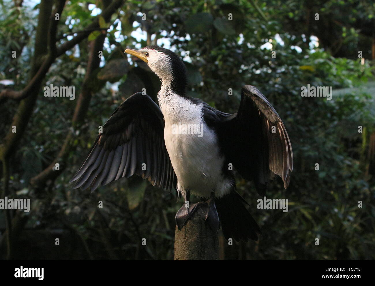 Australasian Aigrette garzette ou peu shag (Turdus, cendré anciennement Phalacrocorax) ailes de séchage Banque D'Images