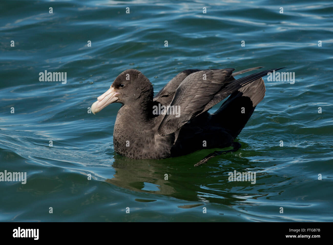 Pétrel géant sur l'eau du canal de Beagle à Ushuaia, Tierra del Fuego Banque D'Images