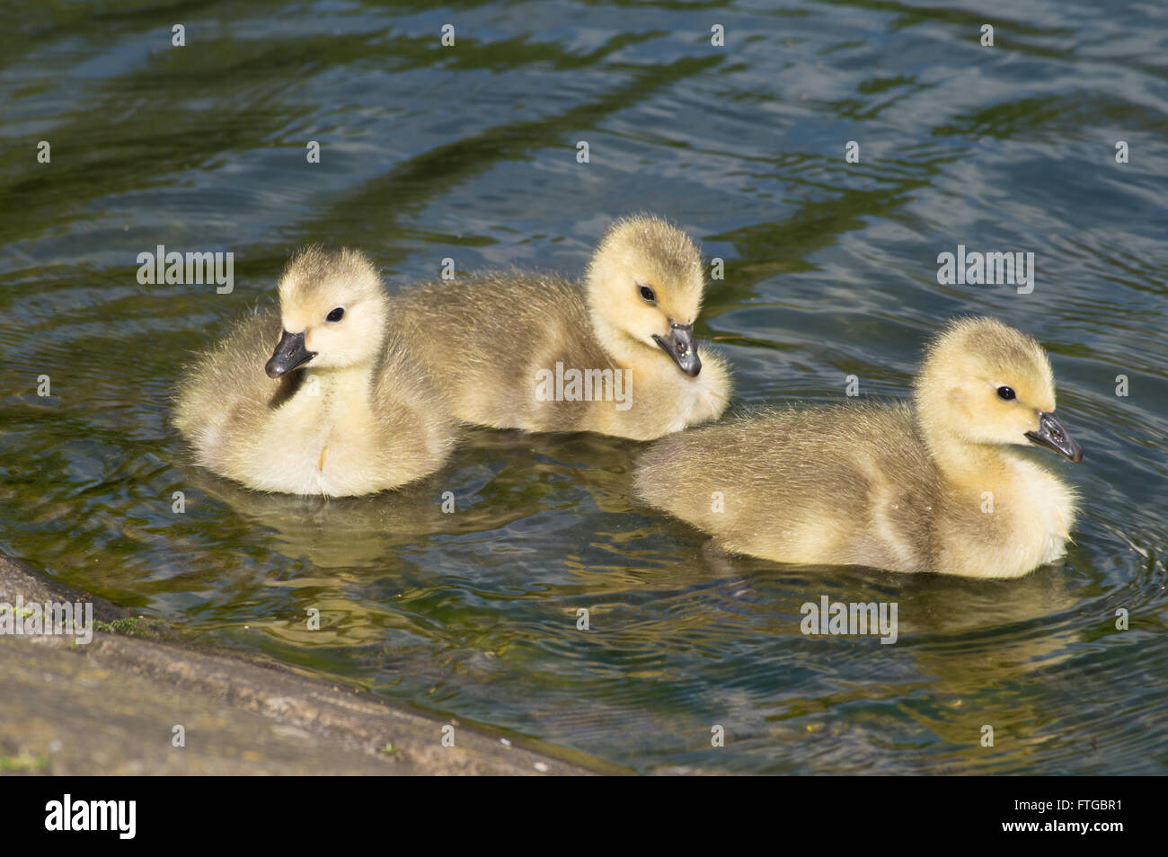 Trois Bernache du Canada (Branta canadensis) gosling's sur un étang. Banque D'Images