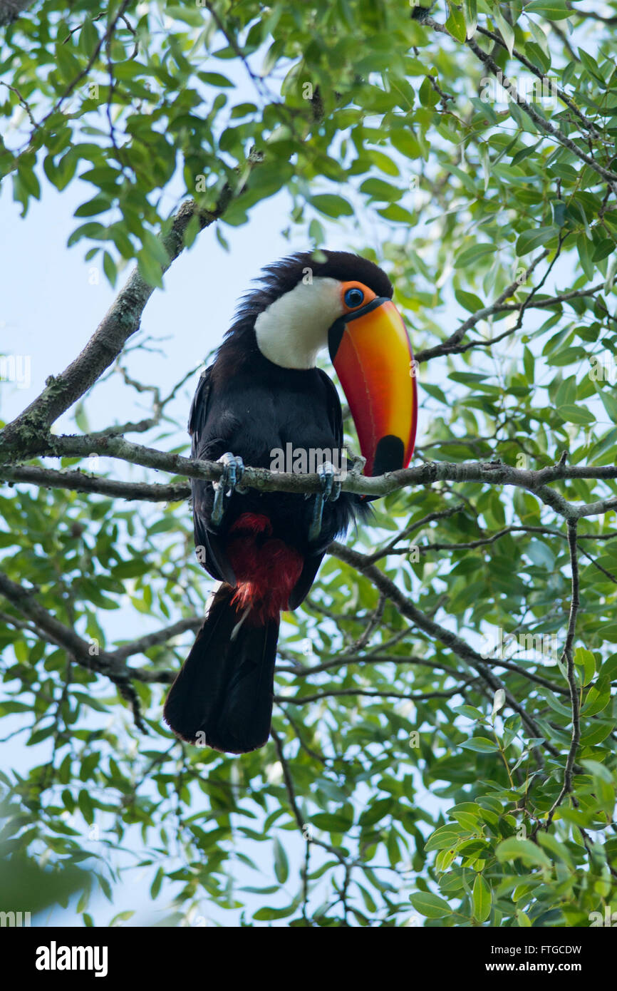 Toucan coloré assis sur une branche dans le parc national de l'Iguazu entre l'Argentine et le Brésil Banque D'Images