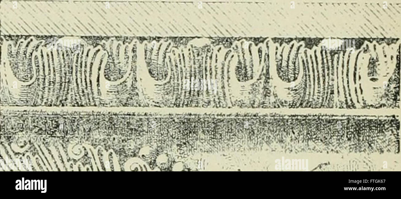 'Architecture in Italy, from the Sixth to the XIe Century' (1896) est un examen historique et critique de l'architecture italienne au début de la période médiévale, explorant les développements architecturaux importants, les styles et les influences régionales. Banque D'Images