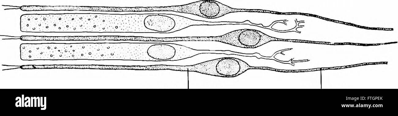 Principes de la biologie moderne (1964) Banque D'Images