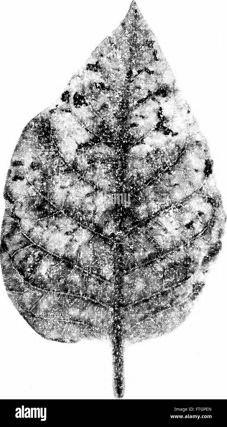 Principes de la biologie moderne (1964) Banque D'Images