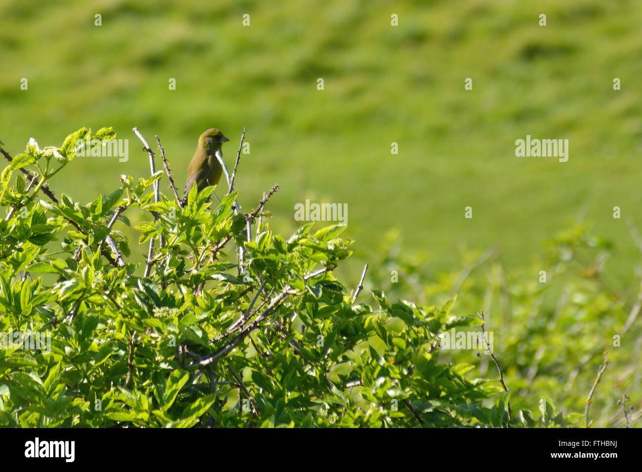 Verdier (Chloris chloris) perché sur bush. Espèce de passereau de la famille des Fringillidae () assis sur le dessus d'un aîné Banque D'Images