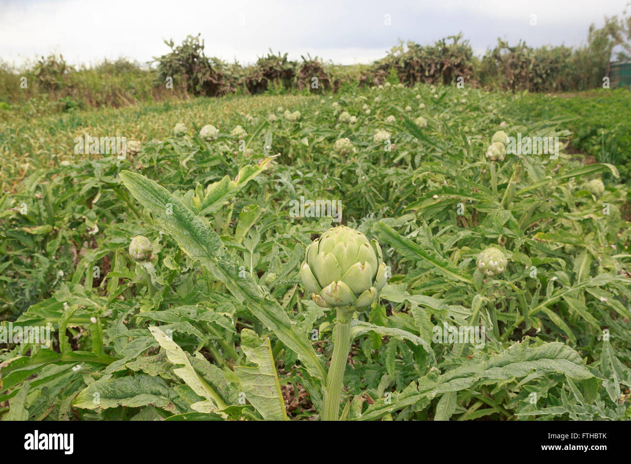 Domaine de l'artichaut dans le potager par Pako Mera Pic Banque D'Images