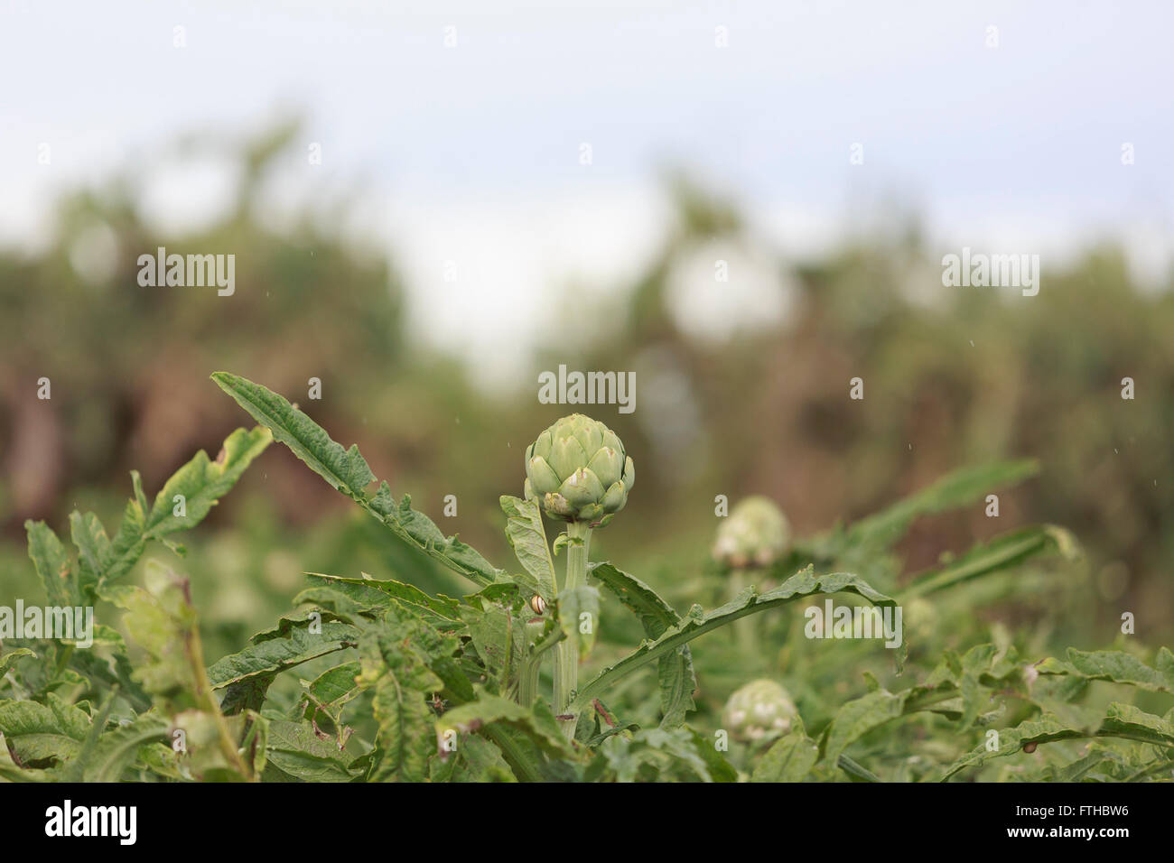 L'artichaut dans le domaine. Par Pako Mera Pic Banque D'Images