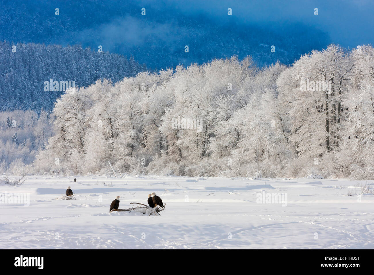 Les pygargues à tête blanche sur la neige, Alaska, USA Banque D'Images