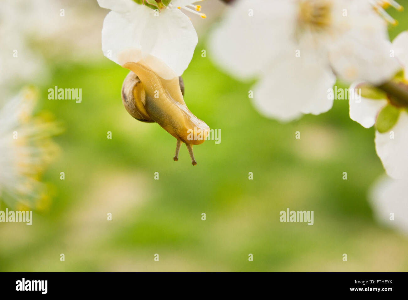 Escargot sur l'arbre en fleurs au printemps Banque D'Images