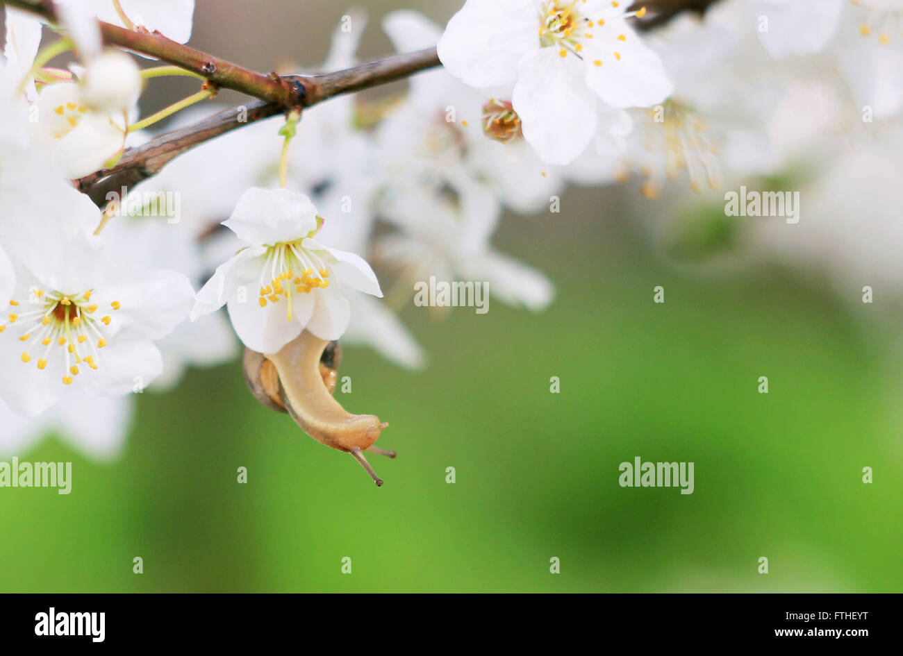 Escargot sur l'arbre en fleurs au printemps Banque D'Images
