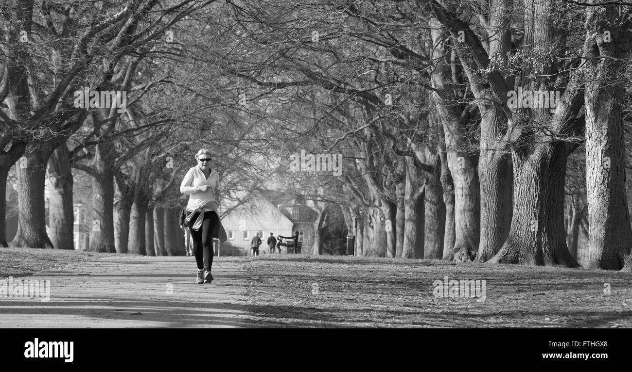 Female jogger en descendant l'avenue d'arbres Abington Park Northampton. Banque D'Images