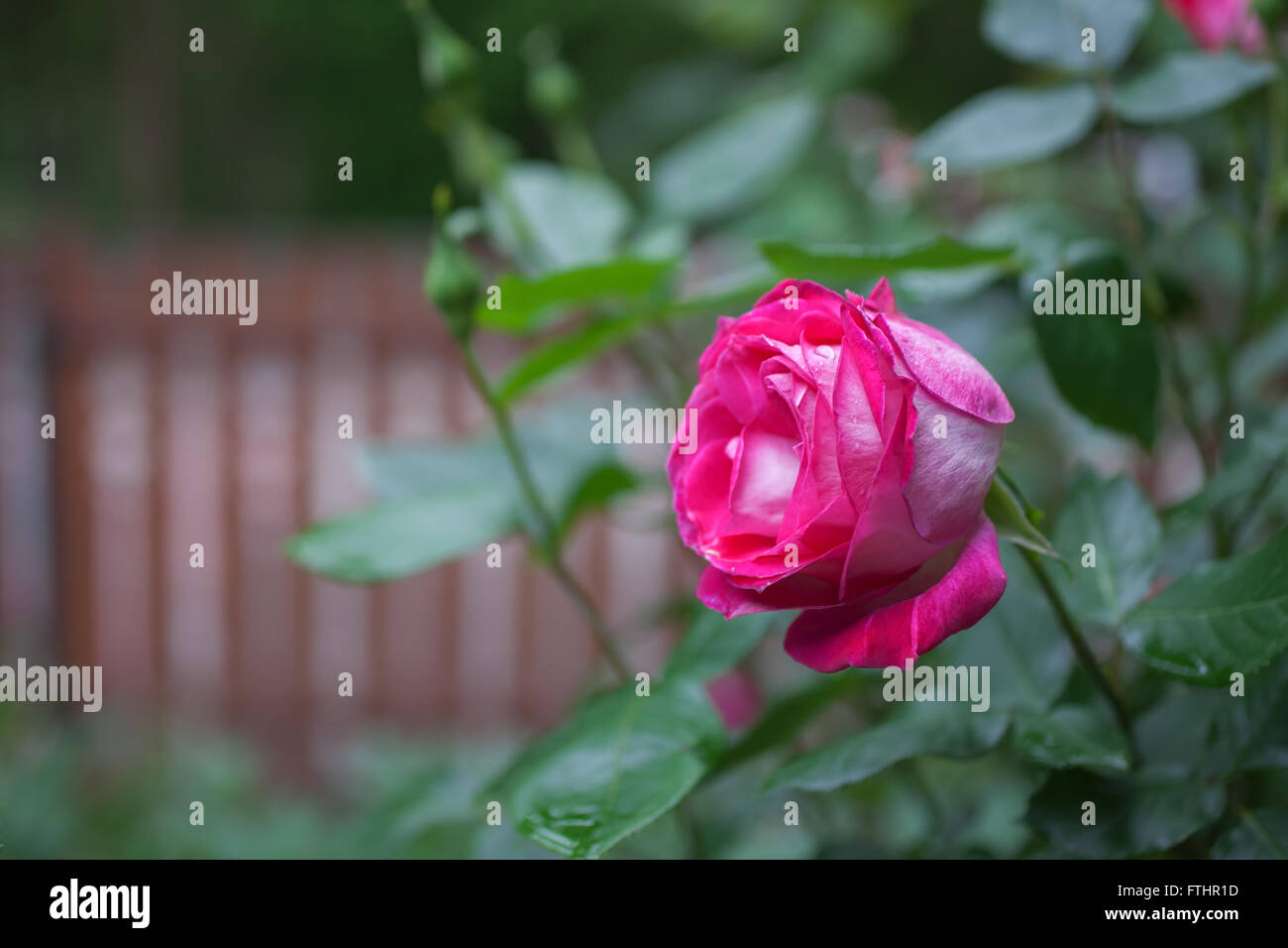 Fleur de rose rose avec des gouttes d'eau sur les pétales Banque D'Images