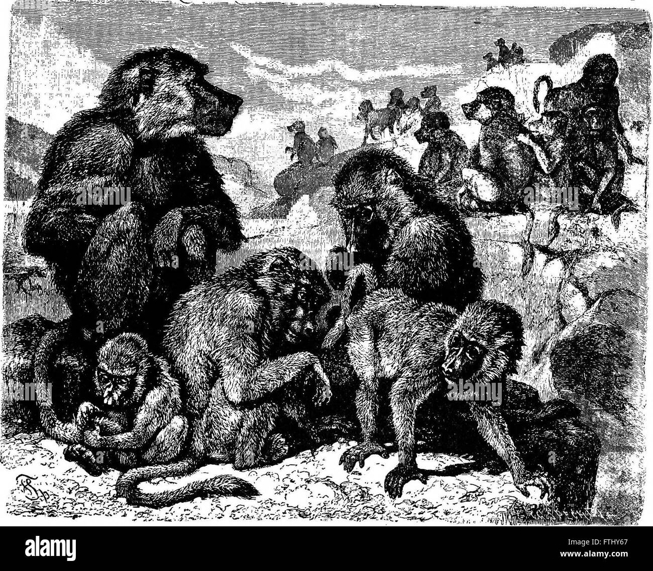 Une publication de 1895 de Brehm's 'Life of Animals', une étude complète sur le règne animal, explorant diverses espèces, leurs comportements et leurs habitats à travers le monde. Banque D'Images