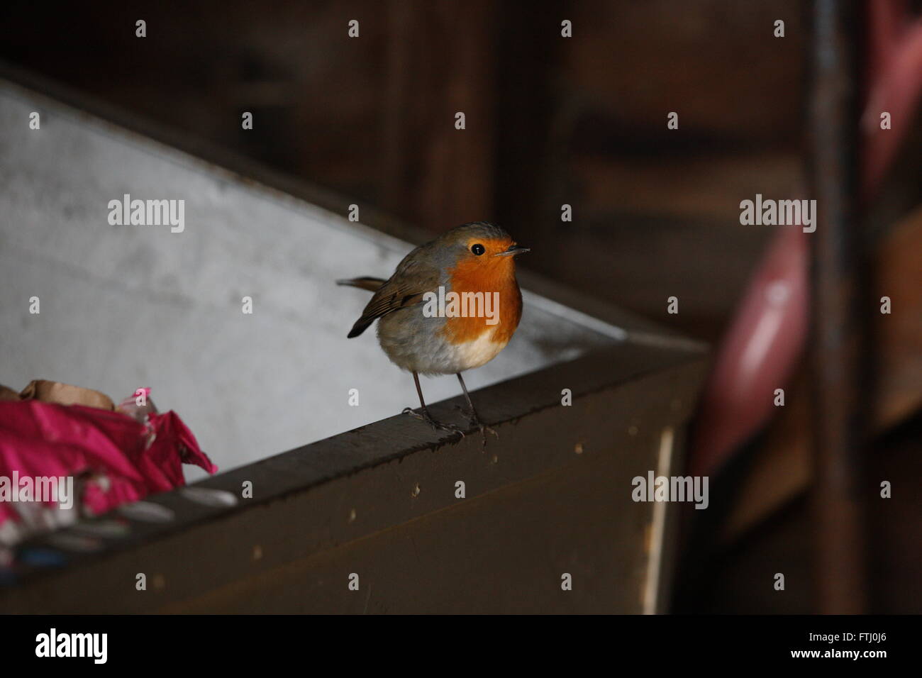Robin ,à sun, .Erithacus rubecula aux abords assis sur un bac d'alimentation en métal Banque D'Images Robin ,à sun, .Erithacus rubecula aux abords assis sur un bac d'alimentation en métal Banque D'Images