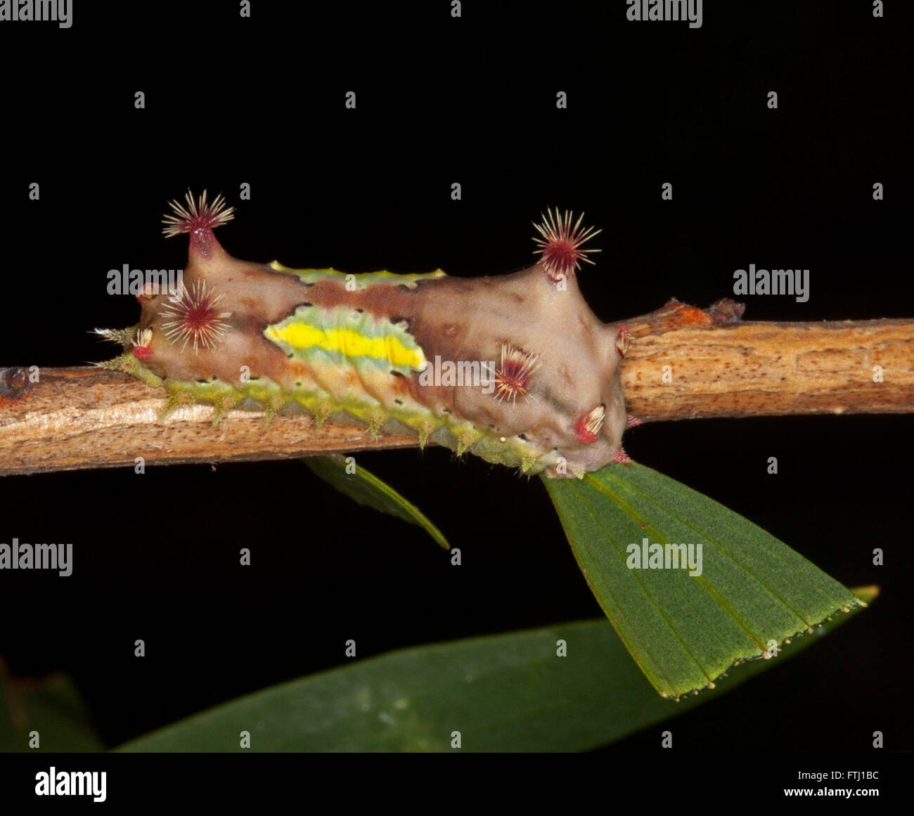 Tasse de Caterpillar inhabituelle colorés d'amphibien, Doratifera vulnerans avec épines rouge sur rouge, vert, jaune sur fond sombre sur des feuilles dans le jardin Aust Banque D'Images