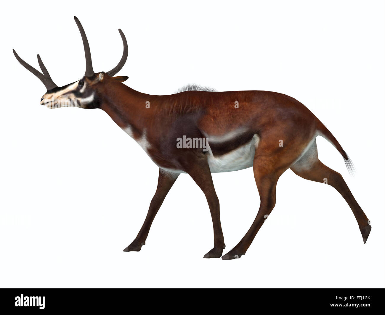 Kyptoceras était un type antilope mammifères qui vivent en Amérique du Nord au cours du Miocène pliocène de périodes. Banque D'Images