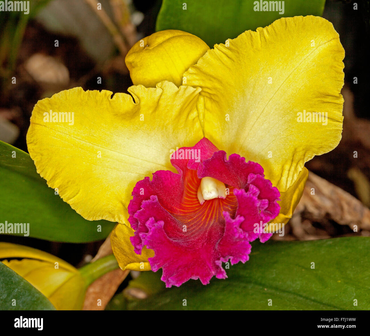 Rouge et jaune vif spectaculaire orchidée, fleur, Rhynchosophrocattleya Alma Kee Astuce Malee RSC, le cultivar plus brillants Banque D'Images