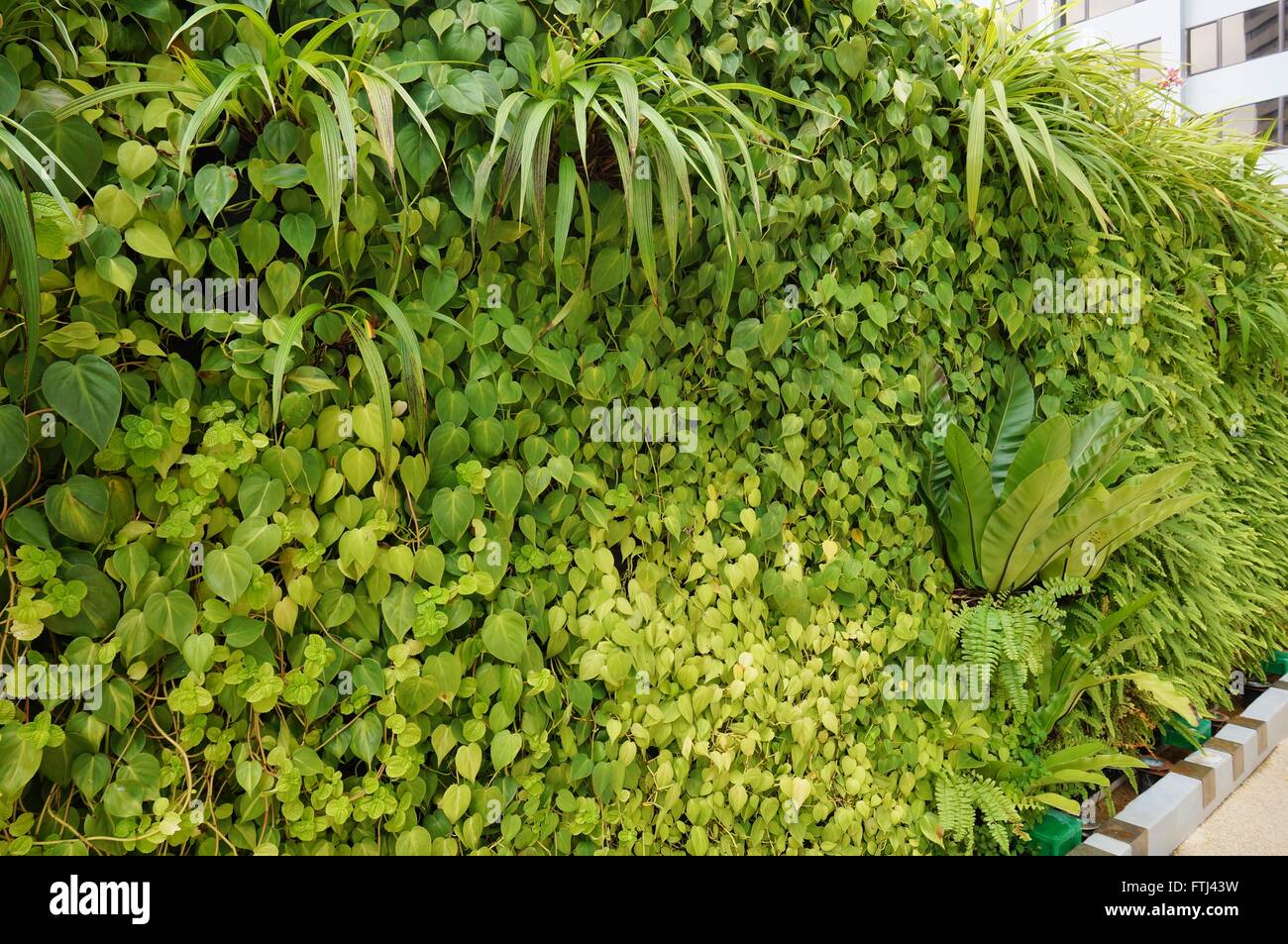 Un mur planté vivre en vert (jardin vertical) en face des bâtiments à Singapour Banque D'Images