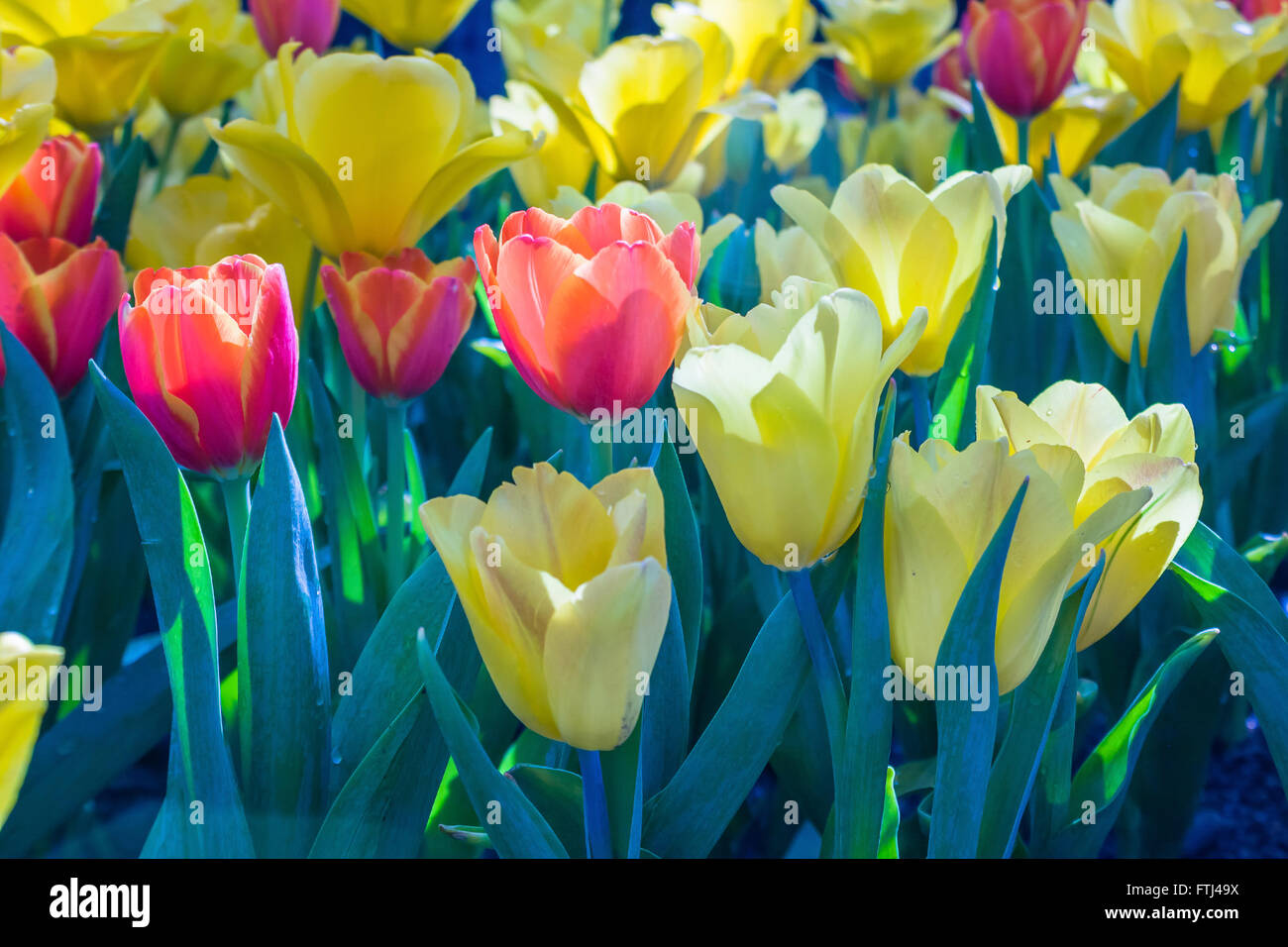 De belles fleurs tulipes Banque D'Images