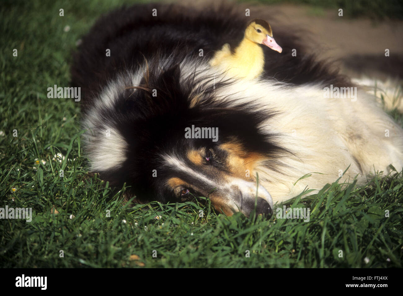 Crepi Colley Chien Couche Dans L Herbe Avec Bebe Caneton Assis Sur Corps Du Chien Photo Stock Alamy