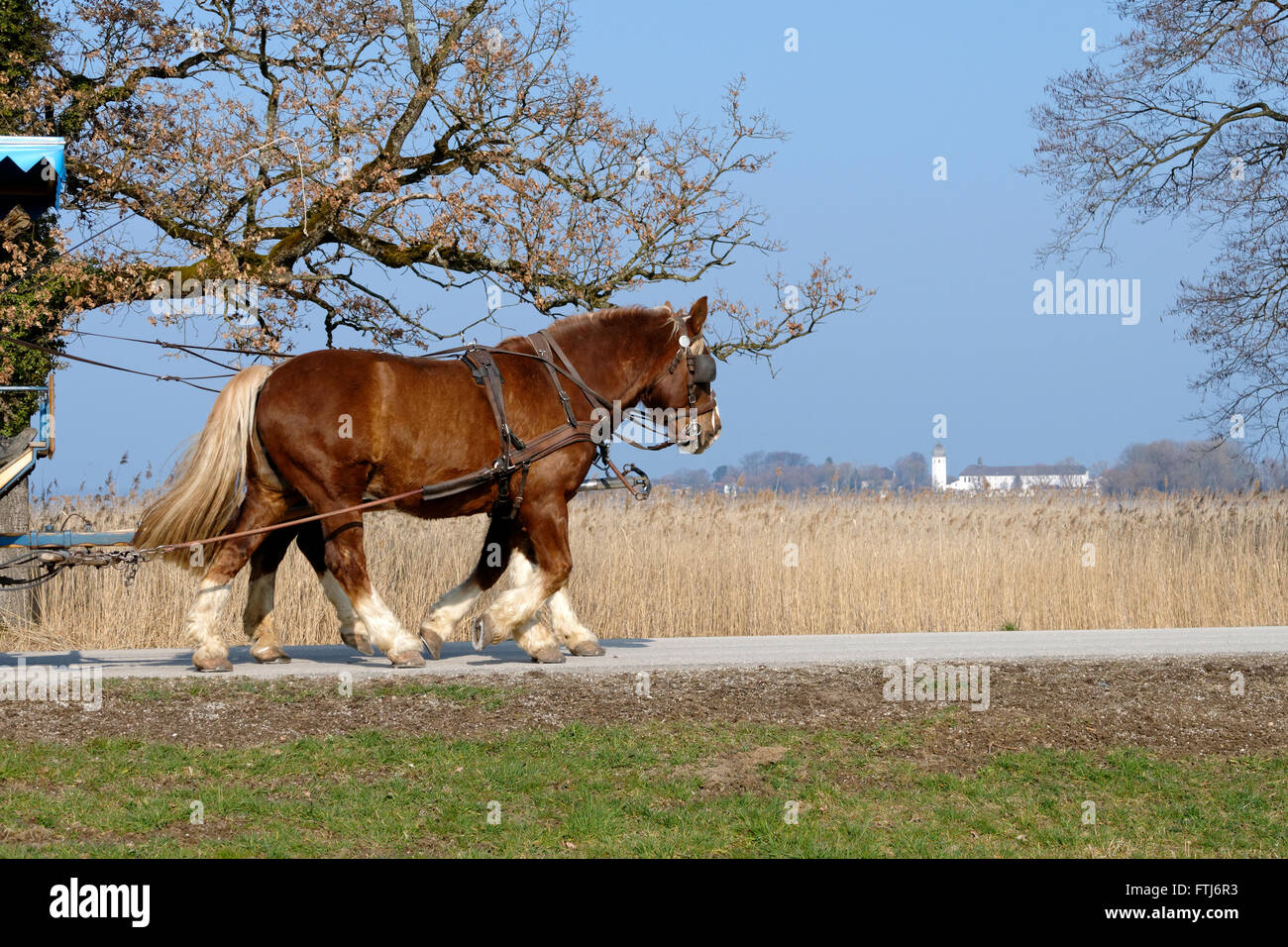 Avec les chevaux Clydesdale Fraueninsel dans la distance, Herrenchiemsee, Upper Bavaria, Germany, Europe. Banque D'Images