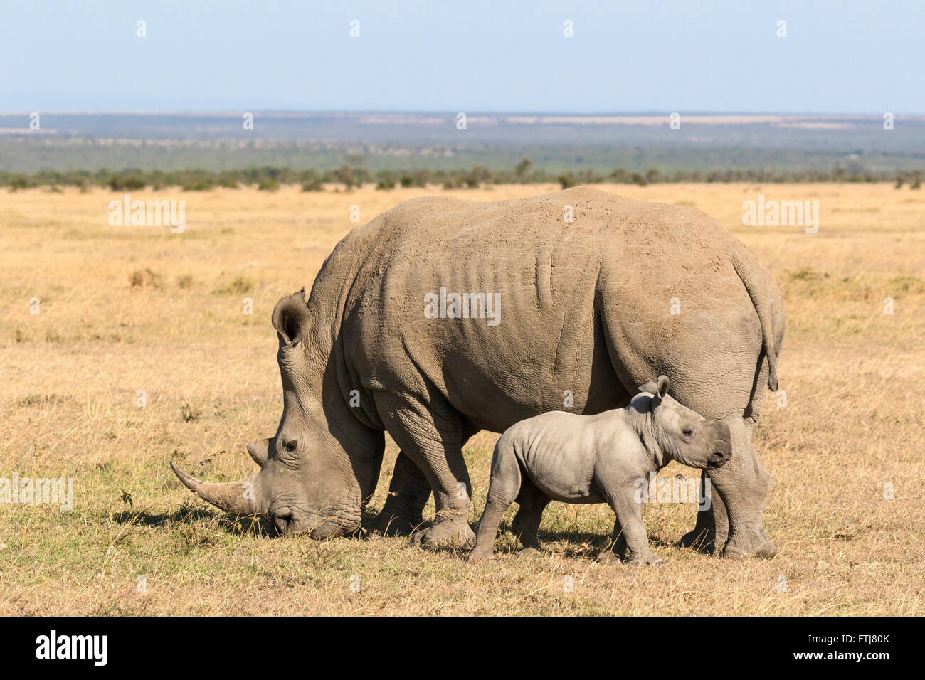 Rhinocéros blanc, carré-lipped Rhinoceros (Ceratotherium simum). Mère et son veau dans la savane. Sweetwaters Game Reserve, Kenya Banque D'Images