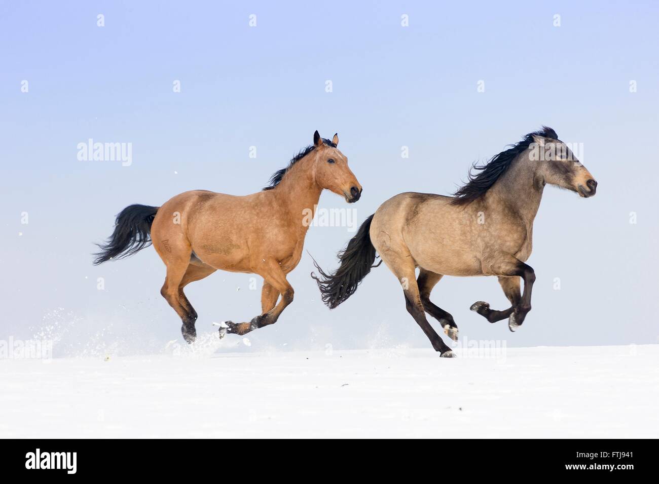 Cheval Kinky et pur cheval espagnol, andalou. Paire de chevaux galopant sur un dun pâturages enneigés. Allemagne Banque D'Images