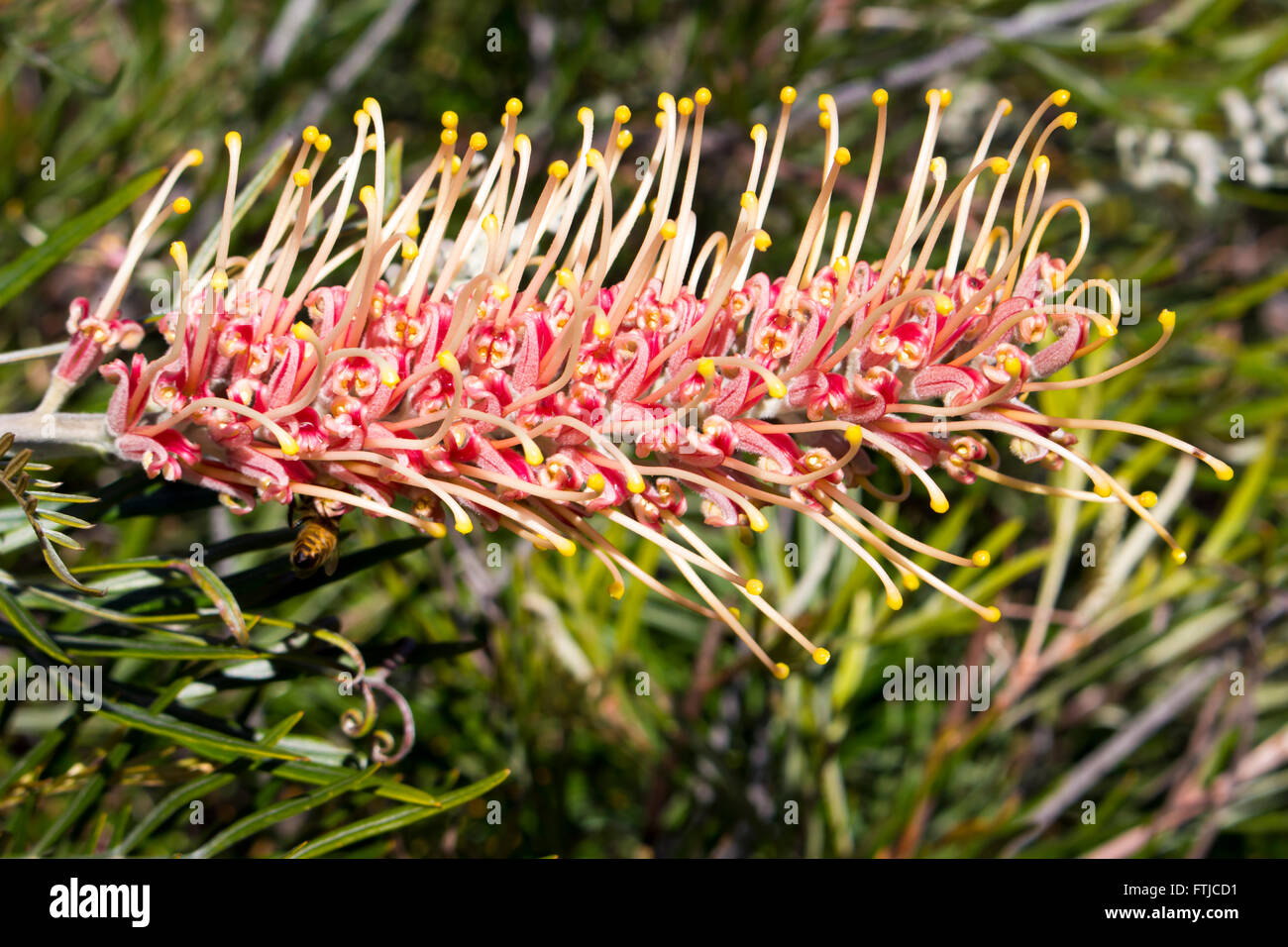 Rose belle australienne de brosses grevillea espèce en hiver bloom attirer les oiseaux et les abeilles avec leur parfum. Banque D'Images