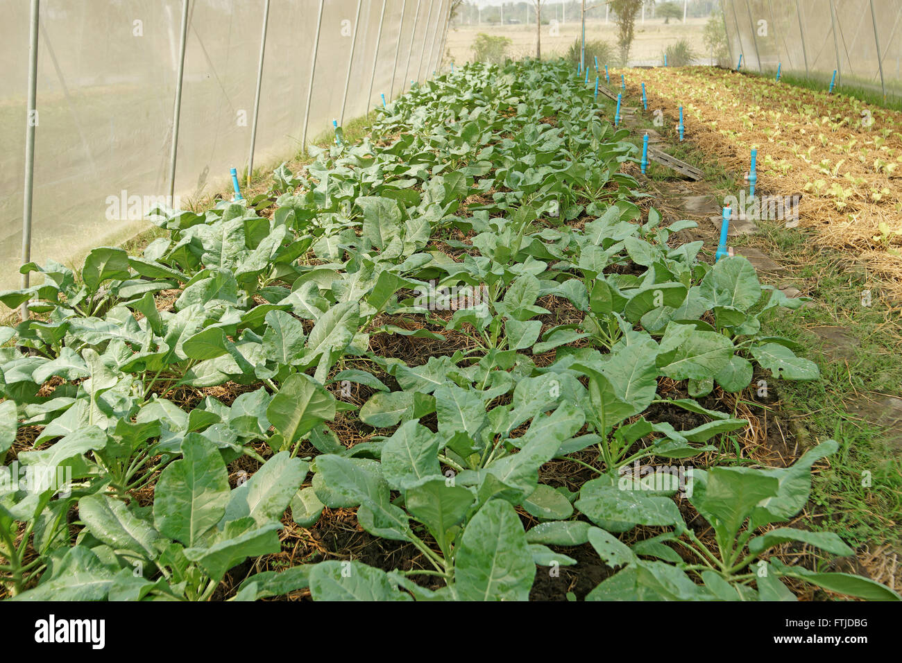 Chinois organiques des plantes de serre cultivées en kale Banque D'Images