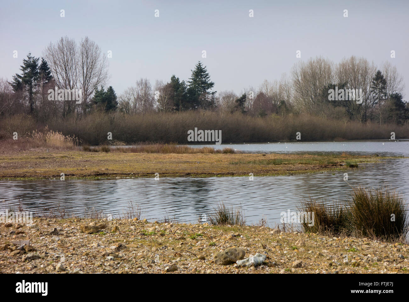 L'eau d'Ibsley Dougall cacher à Blashford Lakes Nature Reserve, Ringwood Hampshire, England UK Banque D'Images