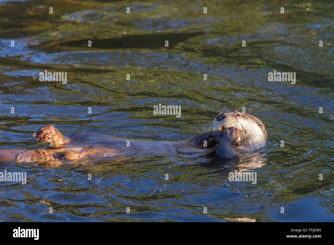 North American River Otter à Slimbridge Banque D'Images