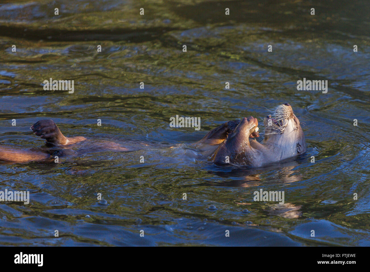 North American River Otter à Slimbridge Banque D'Images