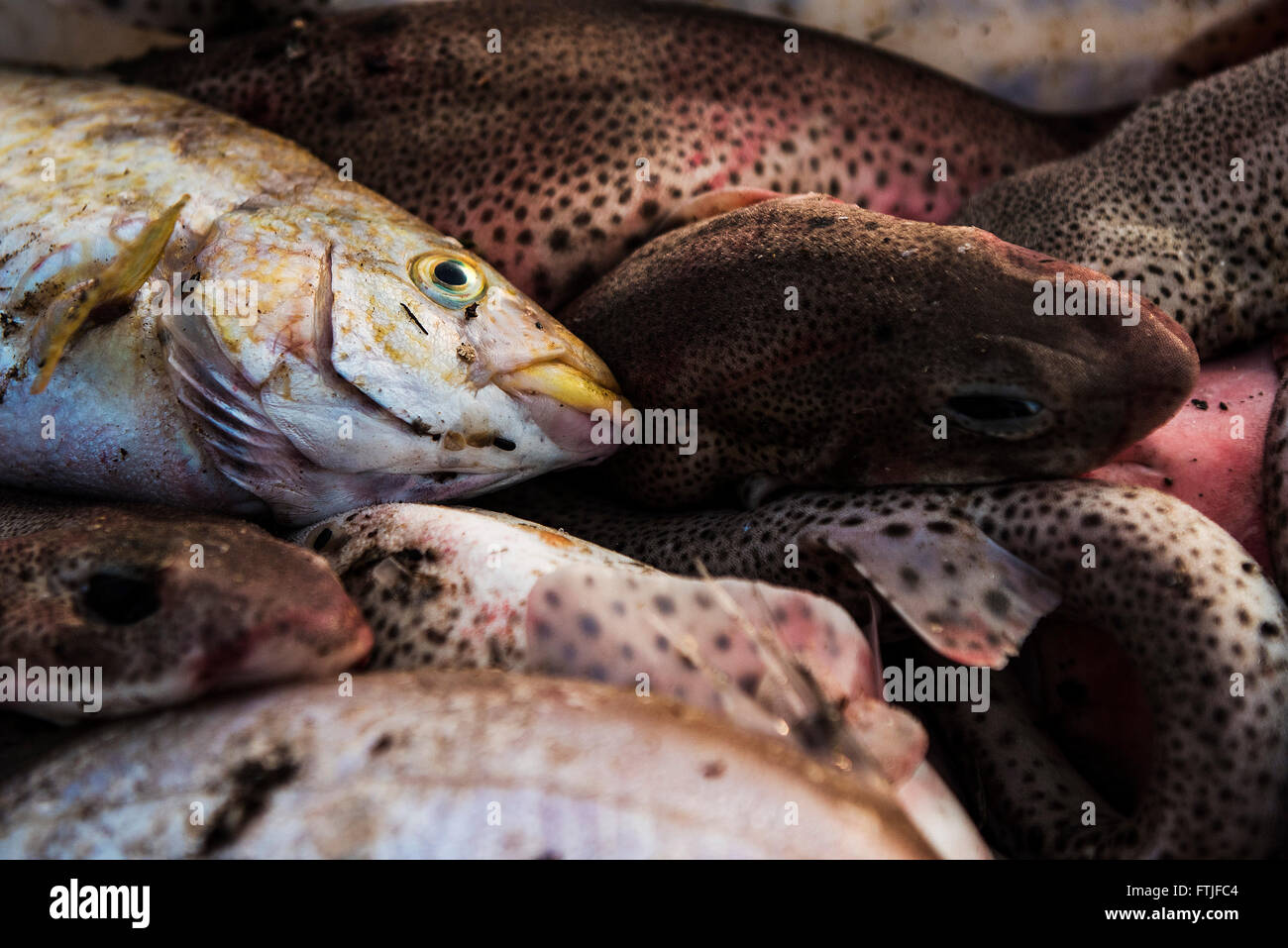 Le poisson capturé et débarqué dans le port de Newquay en Cornouailles. Banque D'Images