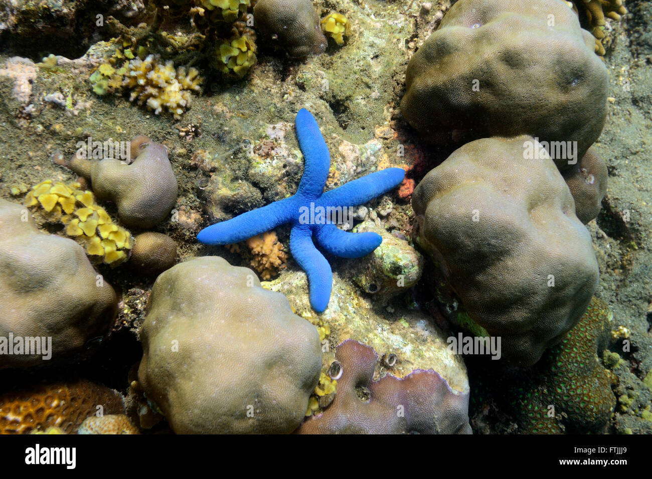 Blauer Seestern (Linckia laevigata), Nordbali, Bali, Indonesia Banque D'Images