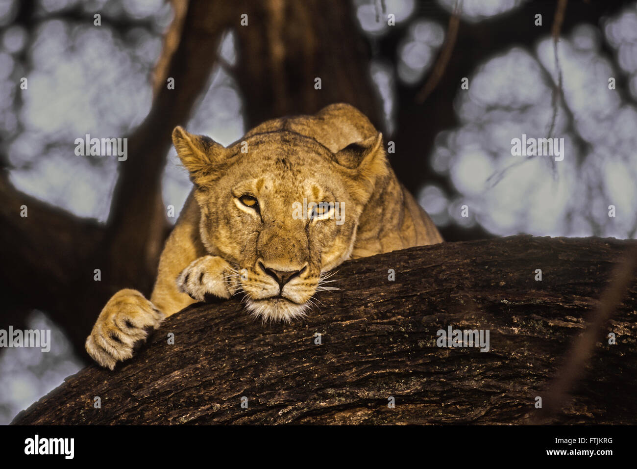 L'African Lion resting in tree Banque D'Images