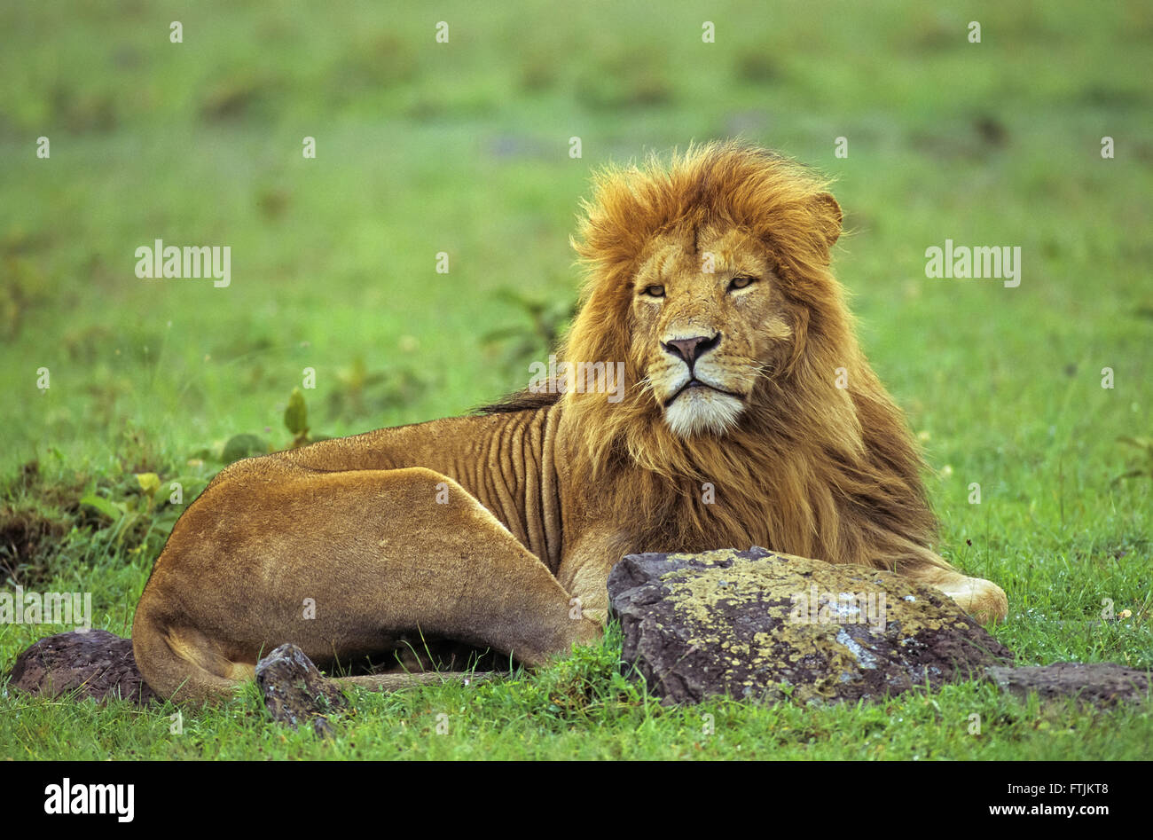 Lion mâle d'Afrique Banque D'Images