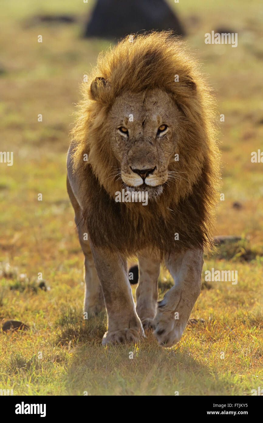 L'African Lion marchant dans l'appareil photo Banque D'Images