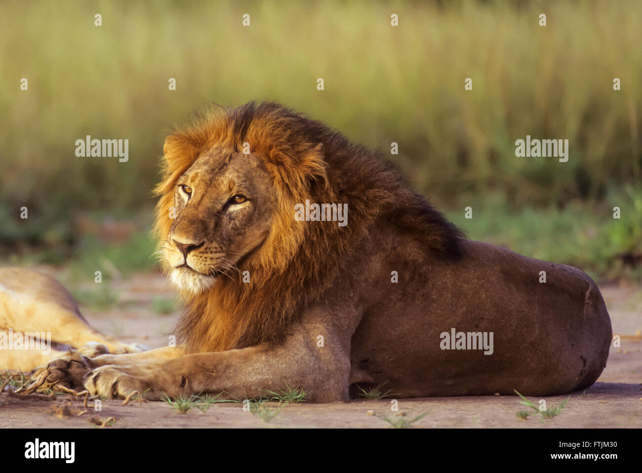 African Lion reposant au lever du soleil Banque D'Images