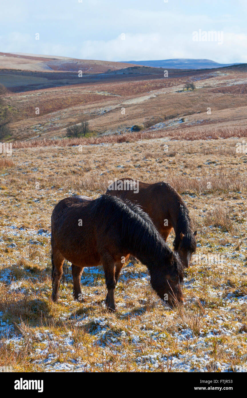 Powys, Pays de Galles, Royaume-Uni. 29 mars 2016. Welsh poneys broutent sur le haut de la lande de Mynydd Epynt en gamme Powys après une légère chute de neige la nuit dernière. Credit : Graham M. Lawrence/Alamy Live News. Banque D'Images