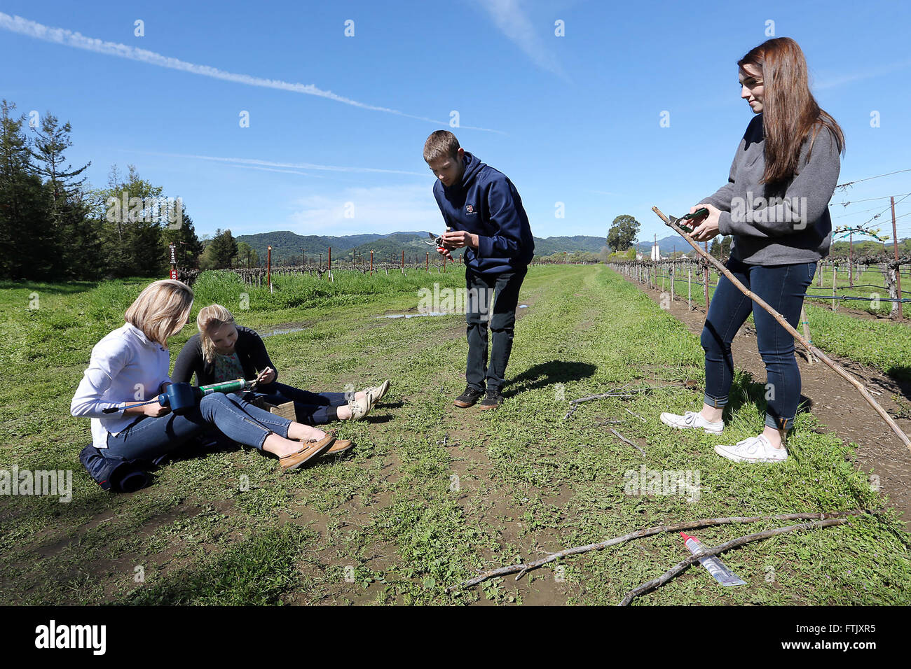 Yountville, CA, USA. Mar 23, 2016. De gauche, Caitee Anderson, Emma duge, Tristan Nethercott Tana et construire un hôtel de Foley pour carpenter bee les abeilles. Ils faisaient partie d'un groupe de 35 élèves du secondaire Justin-Siena dans la géologie de la classe des parcs nationaux qui travaillaient avec le Comté de Napa au District de conservation des ressources Trubody Ranch mercredi sur différents projets de conservation. © Napa Valley Inscription/ZUMA/Alamy Fil Live News Banque D'Images