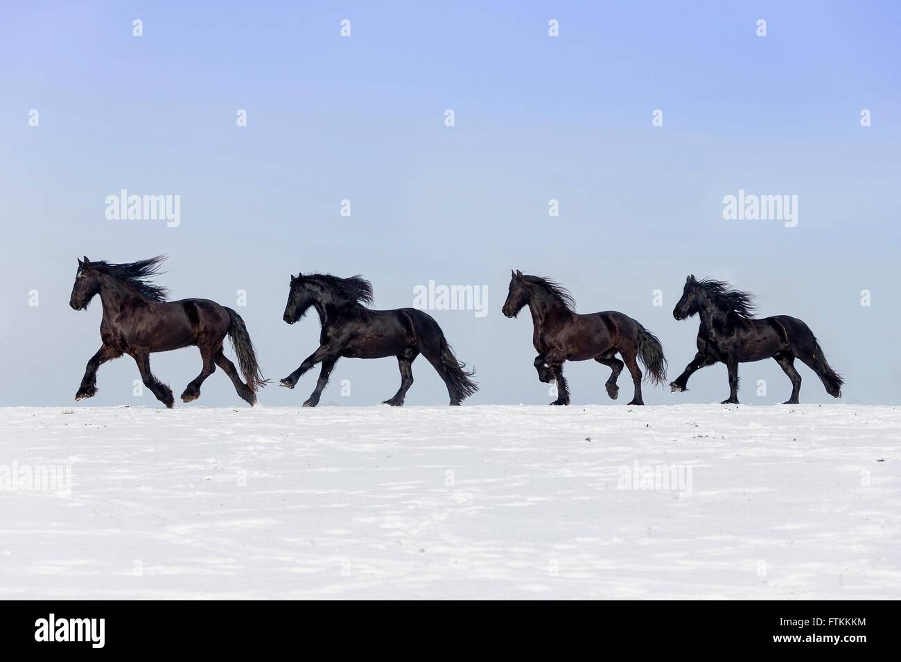 Cheval frison. Quatre adultes noir au trot et au galop sur un pâturage enneigé. Allemagne Banque D'Images