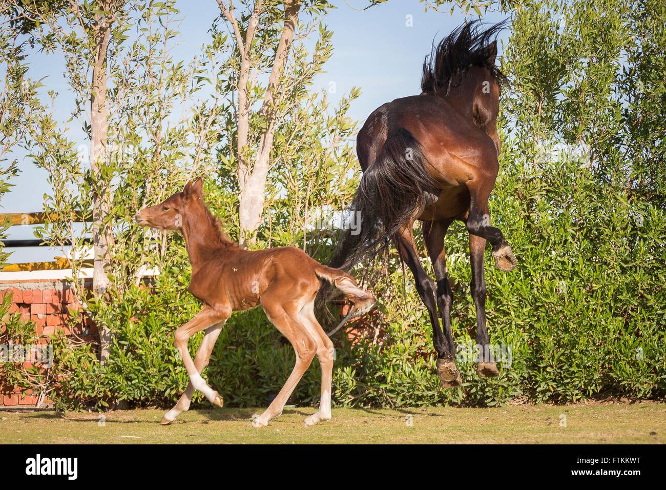 Cheval Arabe. Baie-à-coups sur une pelouse, regardée par son poulain. L'Égypte Banque D'Images