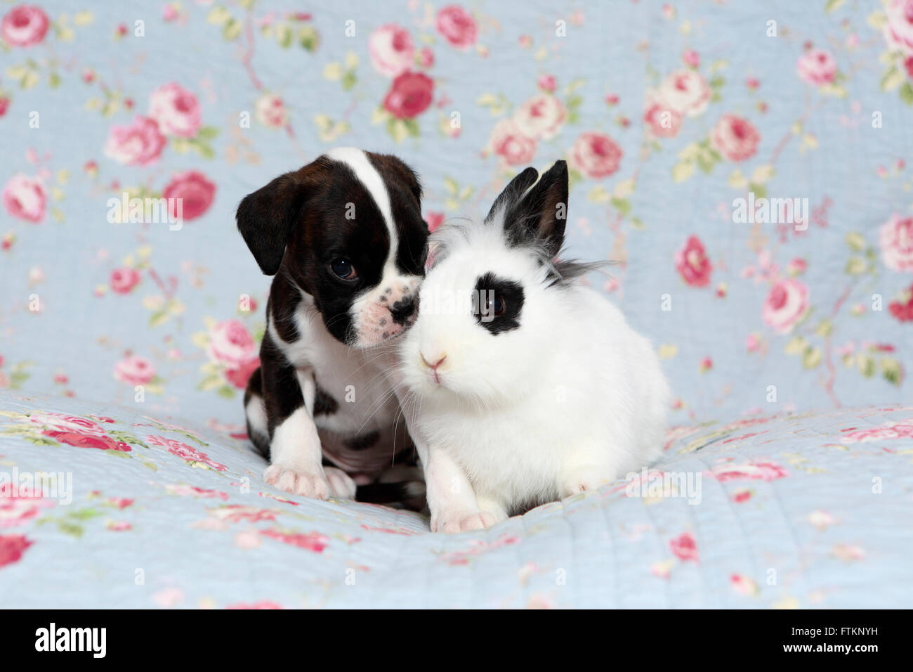 Boxeur allemand. Puppy (6 semaines) auprès de Lionhead rabbit sur une couverture bleue avec des fleurs rose imprimer. Allemagne Banque D'Images